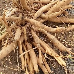 Meet your Posher, Constantine